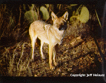 Coyote looking at camera