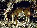 coyote sniffing the ground