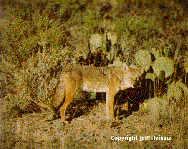 coyote in the brush