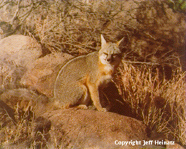 Grey Fox