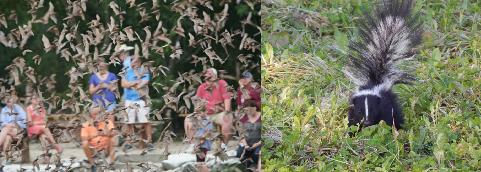 Left: Mexican free-tailed bats emerging from Bracken Cave near San Antonio, Texas. Right: A striped skunk. Each year, wildlife accounts for most of the rabies positive specimens tested at DSHS lab. Approximately 5 to 7 percent of specimens tested at the Laboratory each year are positive. In Texas, bats and skunks represent the largest number of positive specimens. Stock photos sources: Bat image by Nils Bouillard on Unsplash.com; Skunk image by Maddy Weiss on UnSplash.""