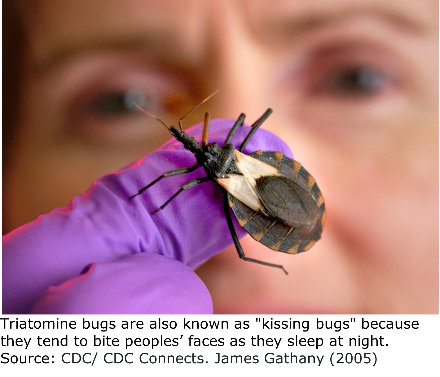 A mature triatomine bug perches on a researchers gloved finger