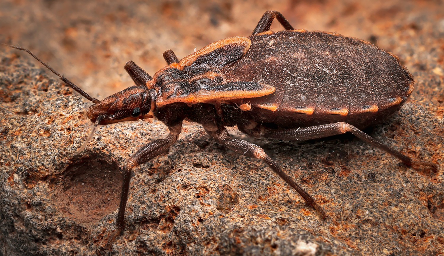 A close up of an immature Triatoma insect (kissing bug), a known vector of Chagas disease.